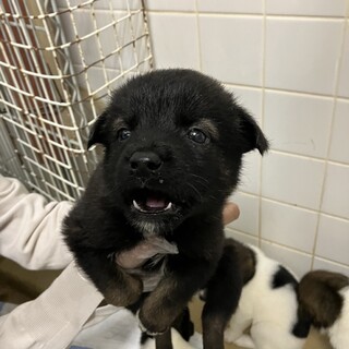 子犬が収容されています‼️