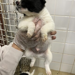 子犬が収容されています‼️