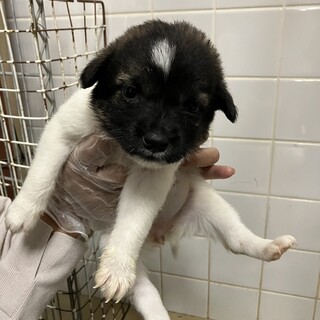 子犬が収容されています‼️