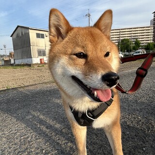 人懐っこくて元気な柴の女の子(完全室内飼育)