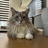 アル