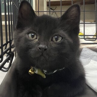 丸顔で可愛い好奇心旺盛黒猫男子⭐️若葉