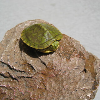 幼亀（ミドリガメ）里親募集