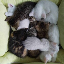 in春日井市☆保護猫をオウチに迎えよう！☆2024年5月18日（土）～ちーむ にゃいんず