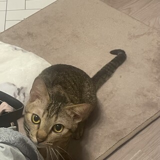 一歳になったばかりの女の子♪可愛い鳴き声が魅力！