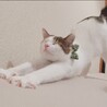 抹茶みる