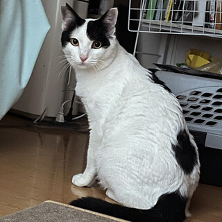 1匹飼い希望★白黒の男の子♪ヤオニーくん
