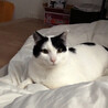 1匹飼い希望★白黒の男の子♪ヤオニーくん サムネイル2