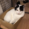 1匹飼い希望★白黒の男の子♪ヤオニーくん サムネイル3