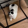 1匹飼い希望★白黒の男の子♪ヤオニーくん サムネイル5