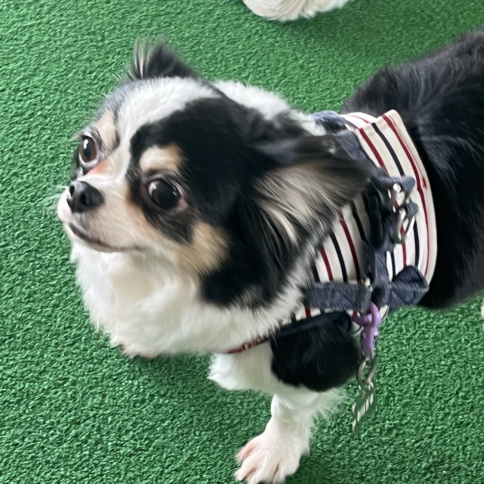 おはぎのカバー写真