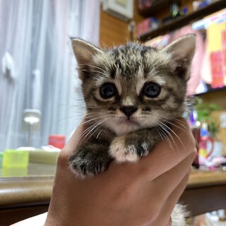 キジ柄の可愛い女の子