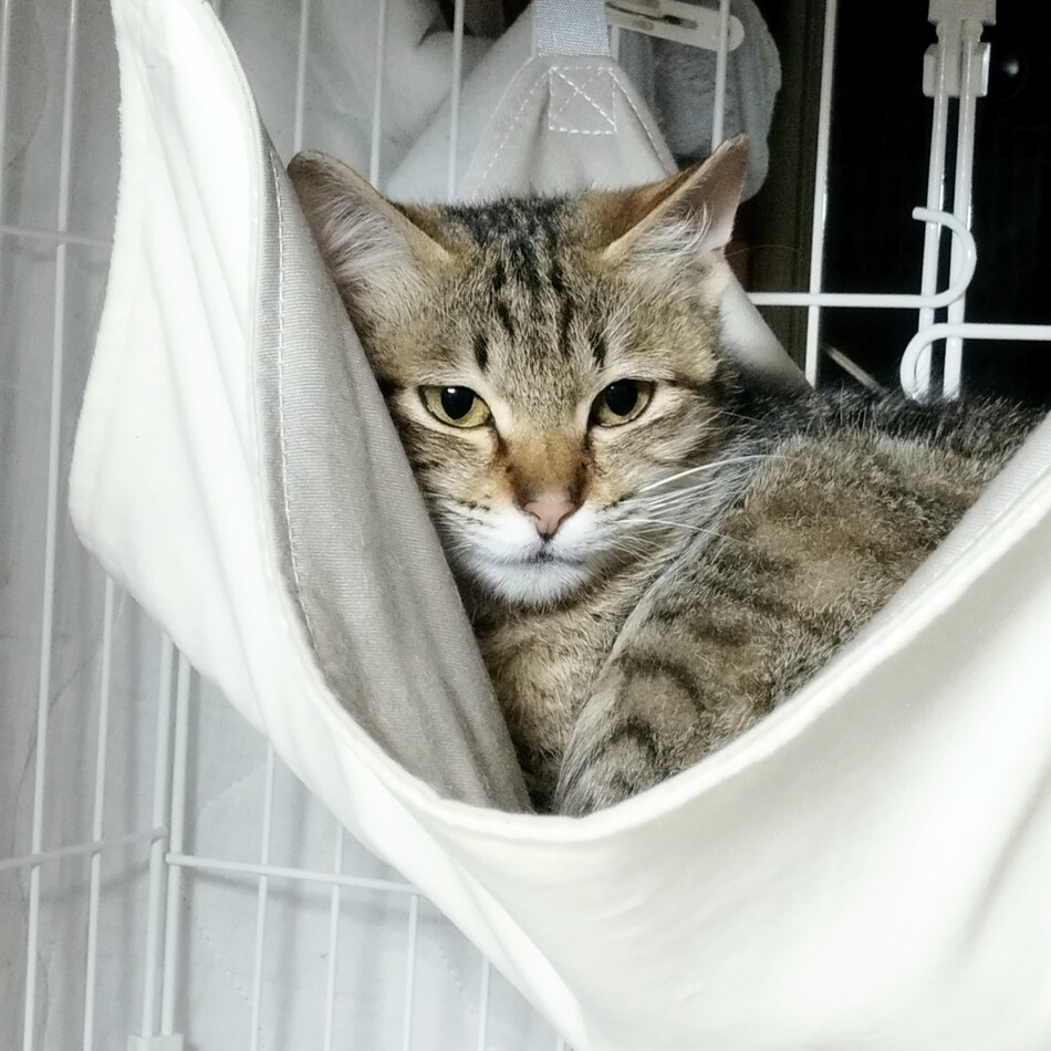 ちいのカバー写真