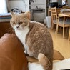 ソファ