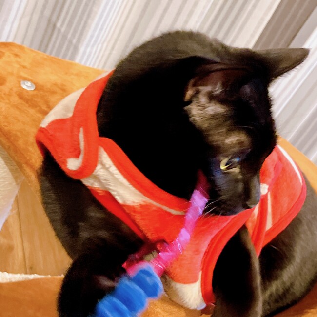 ♪ようちゃん♪のカバー写真