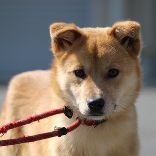 一緒にじゃれて遊びたい！愛くるしい詩子ちゃん