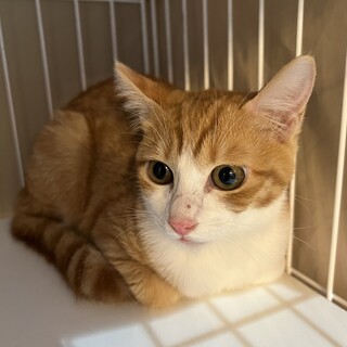 乳飲み子から育てたわんぱく茶トラ秋映ちゃん