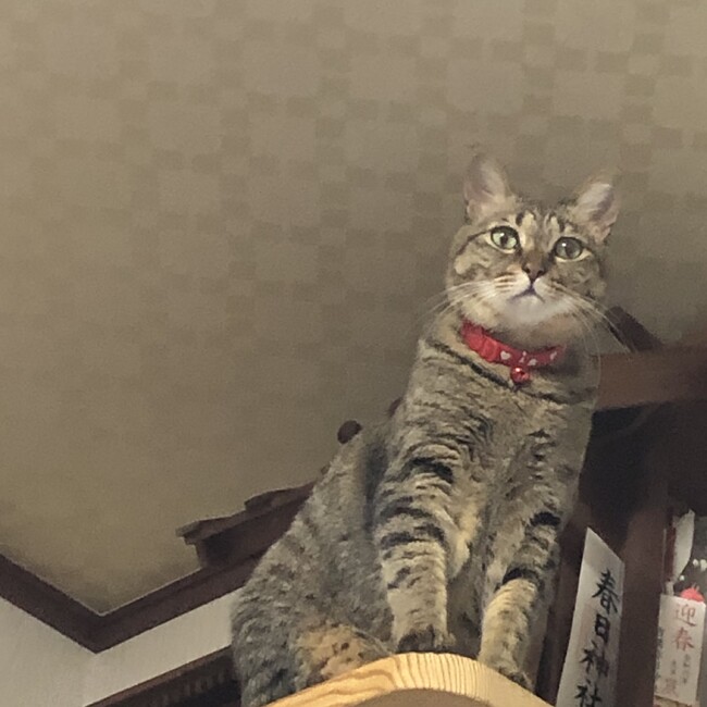 ペネロープ87のカバー写真