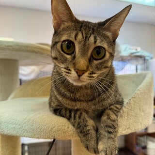 クリクリおめめの美少女♡ クリン♀