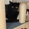 艶々の黒猫1歳 サムネイル2