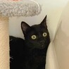 艶々の黒猫1歳 サムネイル3