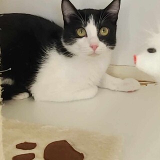 クリクリおめめのハチワレ1歳