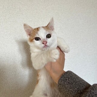 保健所から乳飲み子で育てたわんぱくなジョナゴールド