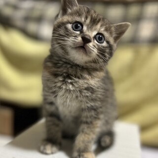 仲良しぶんちゃんと一緒に里親様が決まりました。