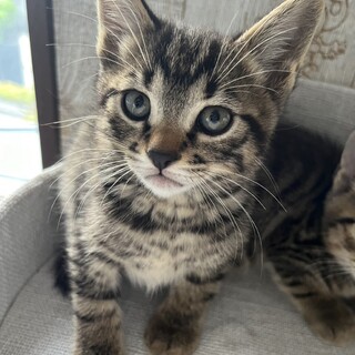 イケメン確定子猫