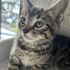 イケメン確定子猫 サムネイル2
