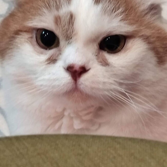 ゆのまどかのカバー写真