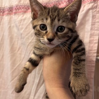 ベビちゃんのお子ちゃま　ミントちゃん