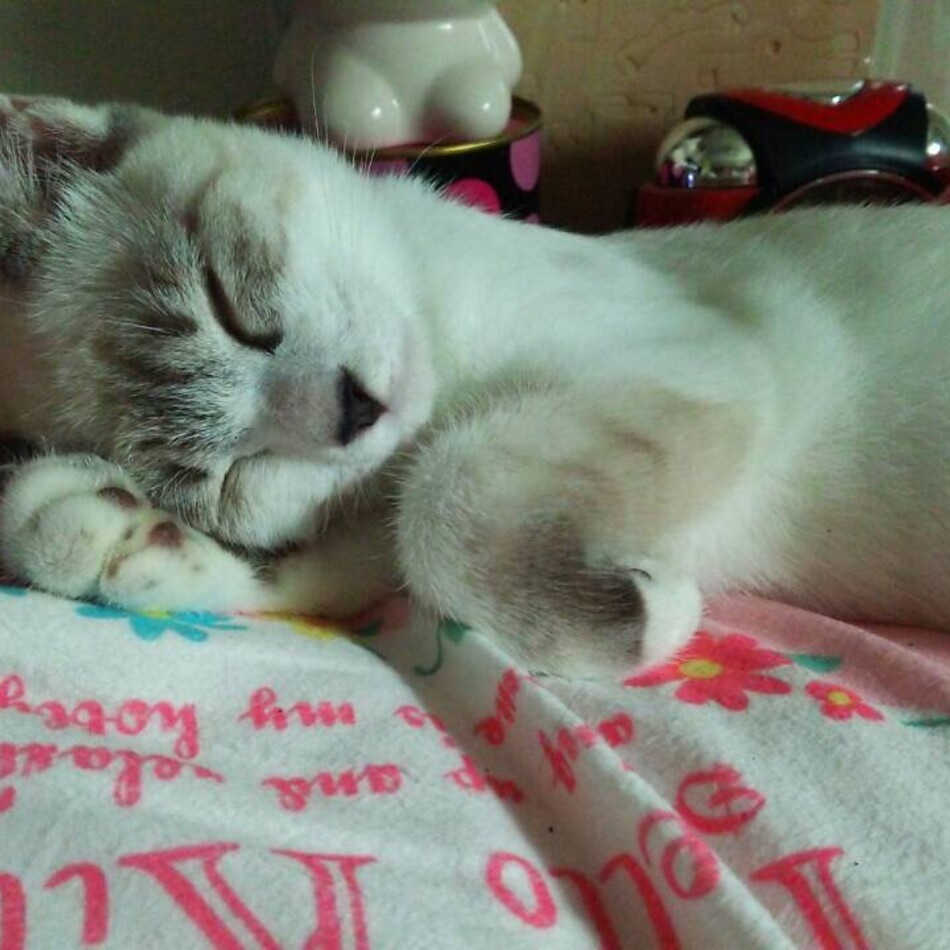 だいふくのカバー写真