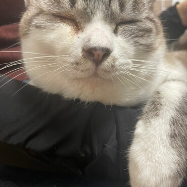 だいふくの写真