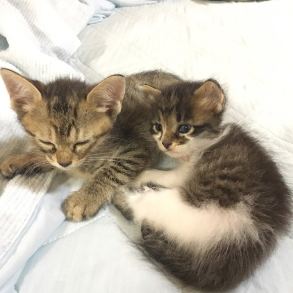 あんこのカバー写真