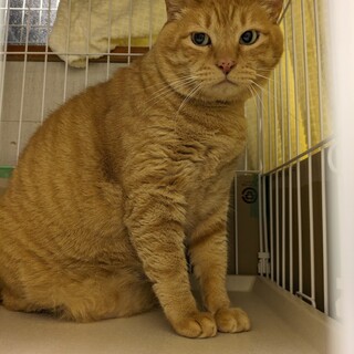 魅惑のイケメン…⁉︎モフ男のぷぅたくん