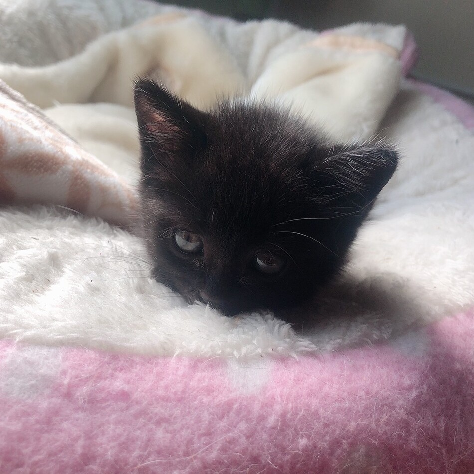 かりんのカバー写真