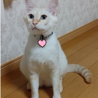 5/19 (日)譲渡会参加　超絶甘えん坊ニャンコ