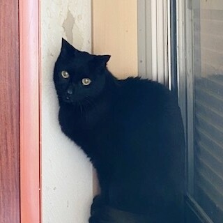 飼主入院で取り残された子達！チビタ