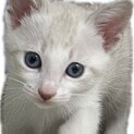 2024・3・31・可愛いい子猫　里親決定