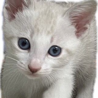 2024・3・31・可愛いい子猫　里親決定