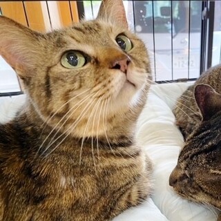 ★里親様決定!★飼主入院で取り残された子達！ルル