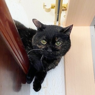 飼主入院で取り残された子達！マア