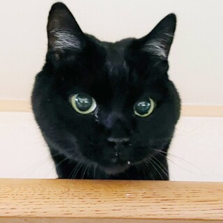 飼主入院で取り残された子達！ハナ