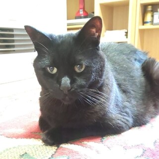 ★里親様決定!★飼主入院で取り残された子達！コマ