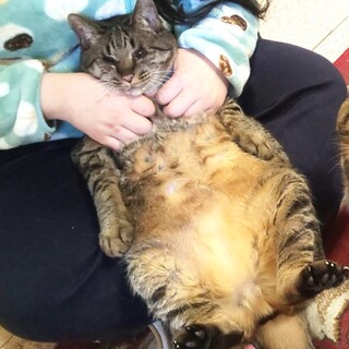 ★里親様決定!★飼主入院で取り残された子達！ララ