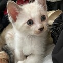 2024・3・31・可愛いい子猫の里親決定