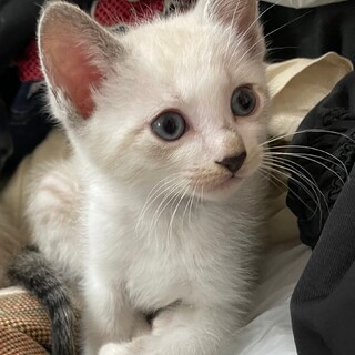2024・3・31・可愛いい子猫の里親決定