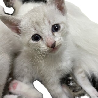 2024・3・31・可愛いい子猫の里親募集