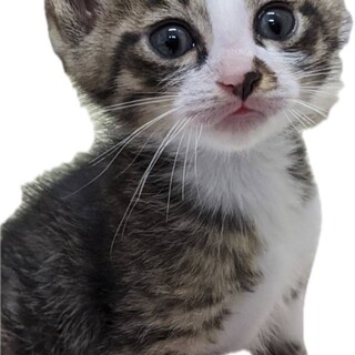 可愛いい子猫優しい家族決定ありがとうございました